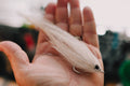 Beach Mullet - In Stock
