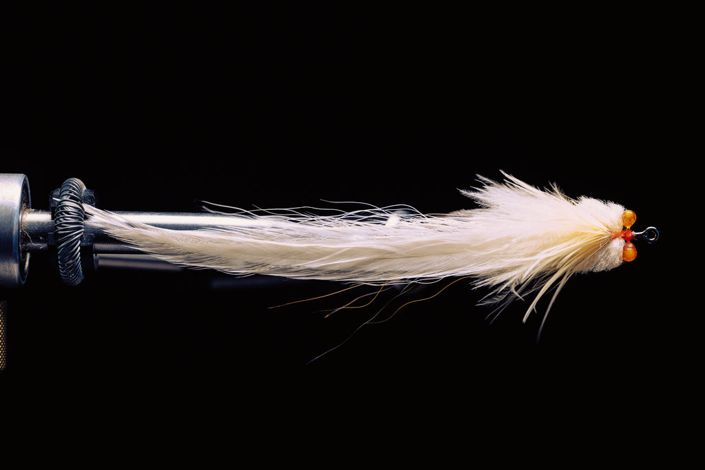 Flatwing Toad- In Stock