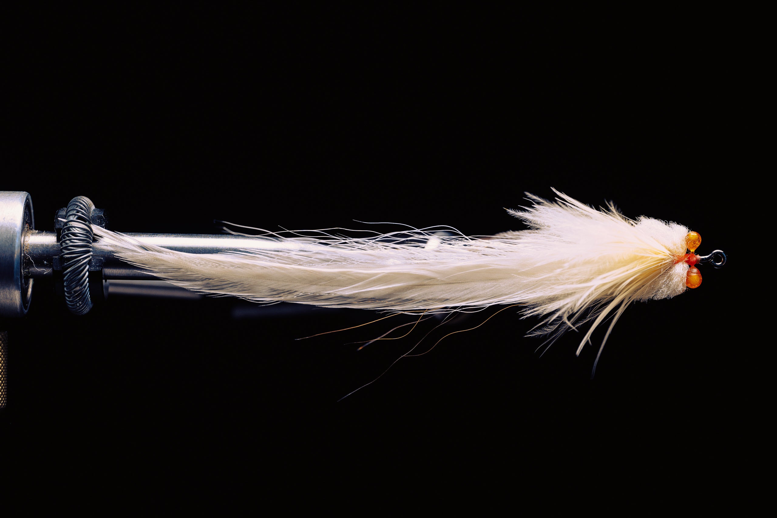 Flatwing Toad- In Stock