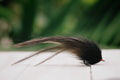Glades Fleye - In Stock