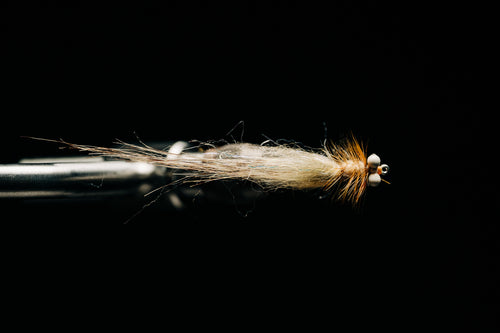 No Name Shrimp