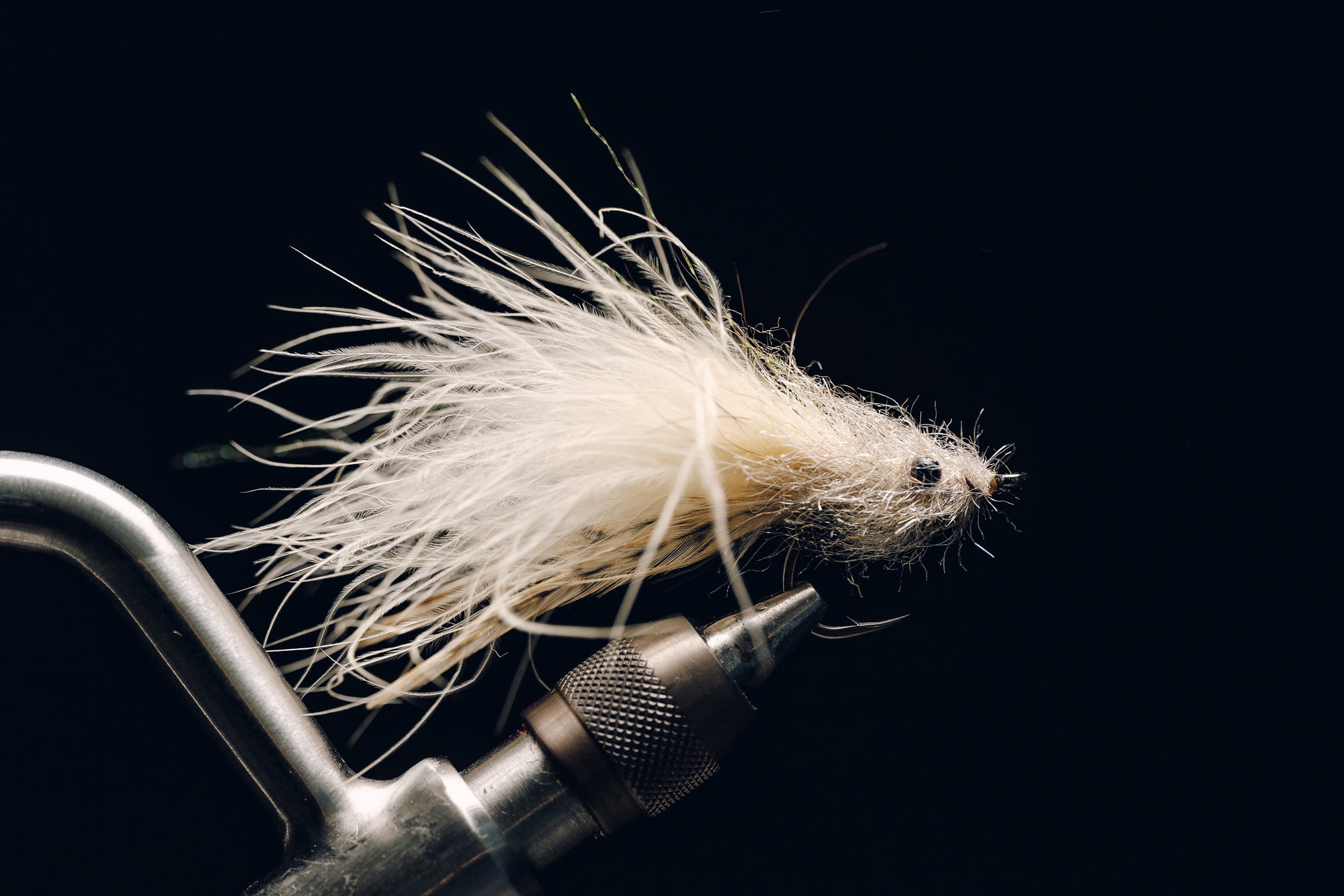 Shrimp