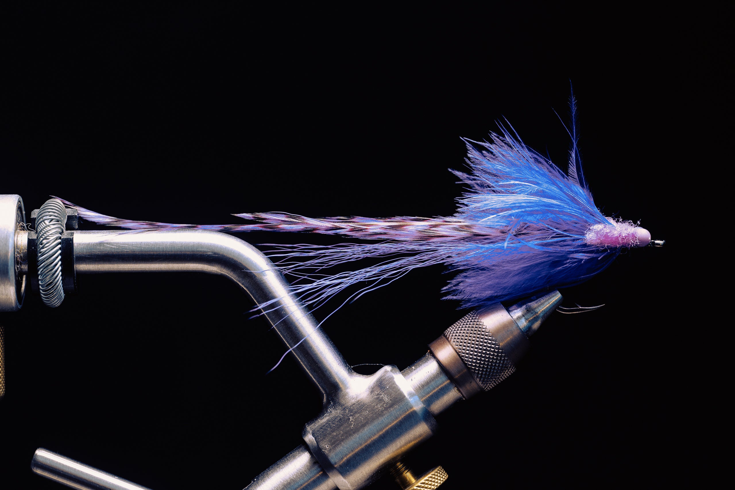 Flatwing Toad- In Stock