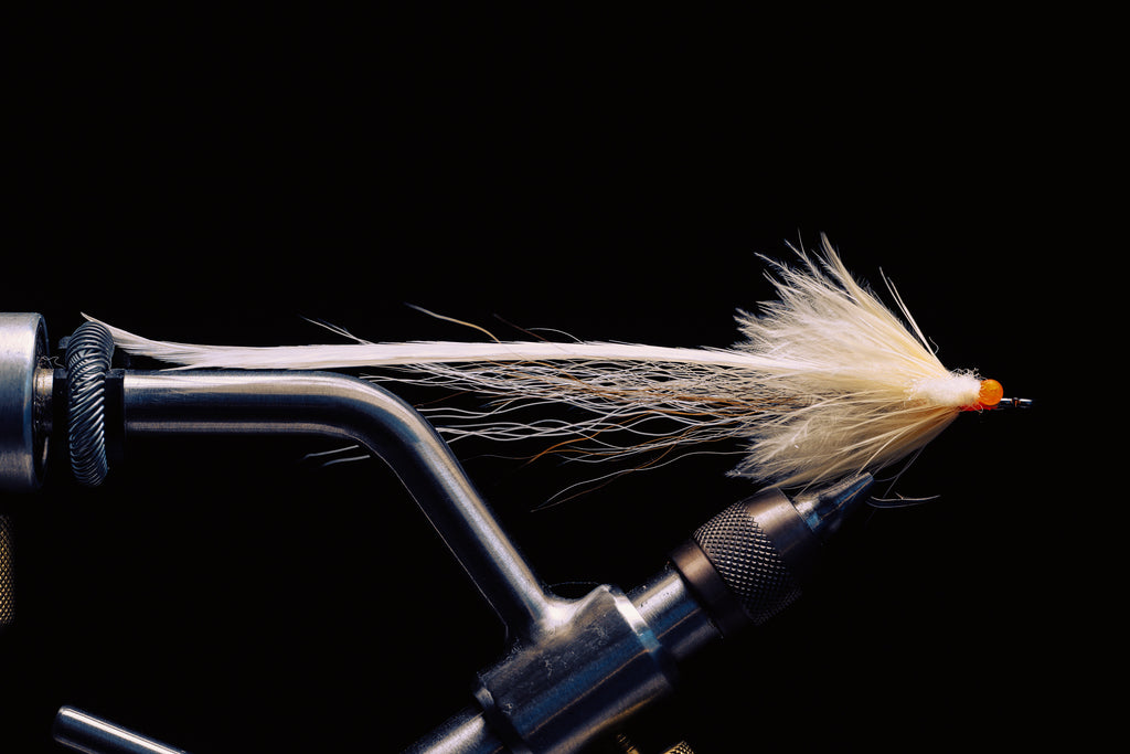 Flatwing Toad- In Stock