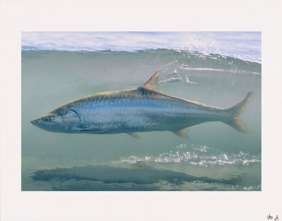“Beach Tarpon” - Limited Edition Print