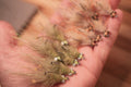 Coyote Mantis - In Stock