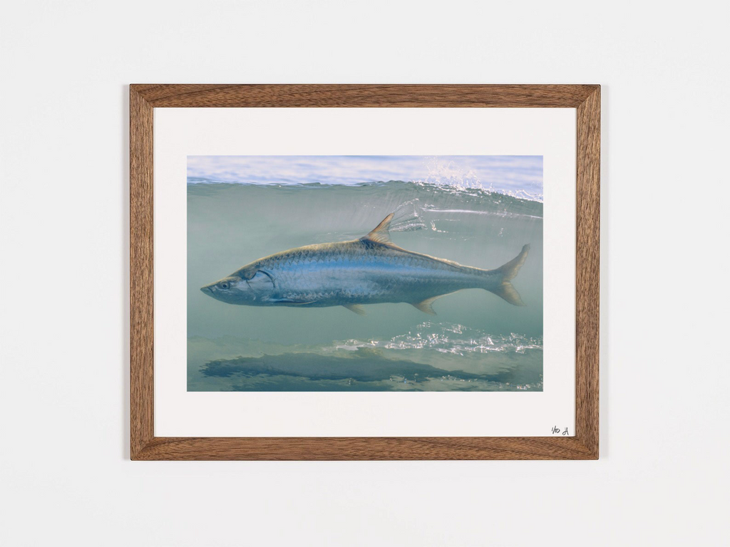 “Beach Tarpon” - Limited Edition Print