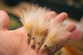 Custom Shrimp - In Stock