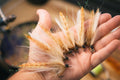 Custom Shrimpy - In Stock