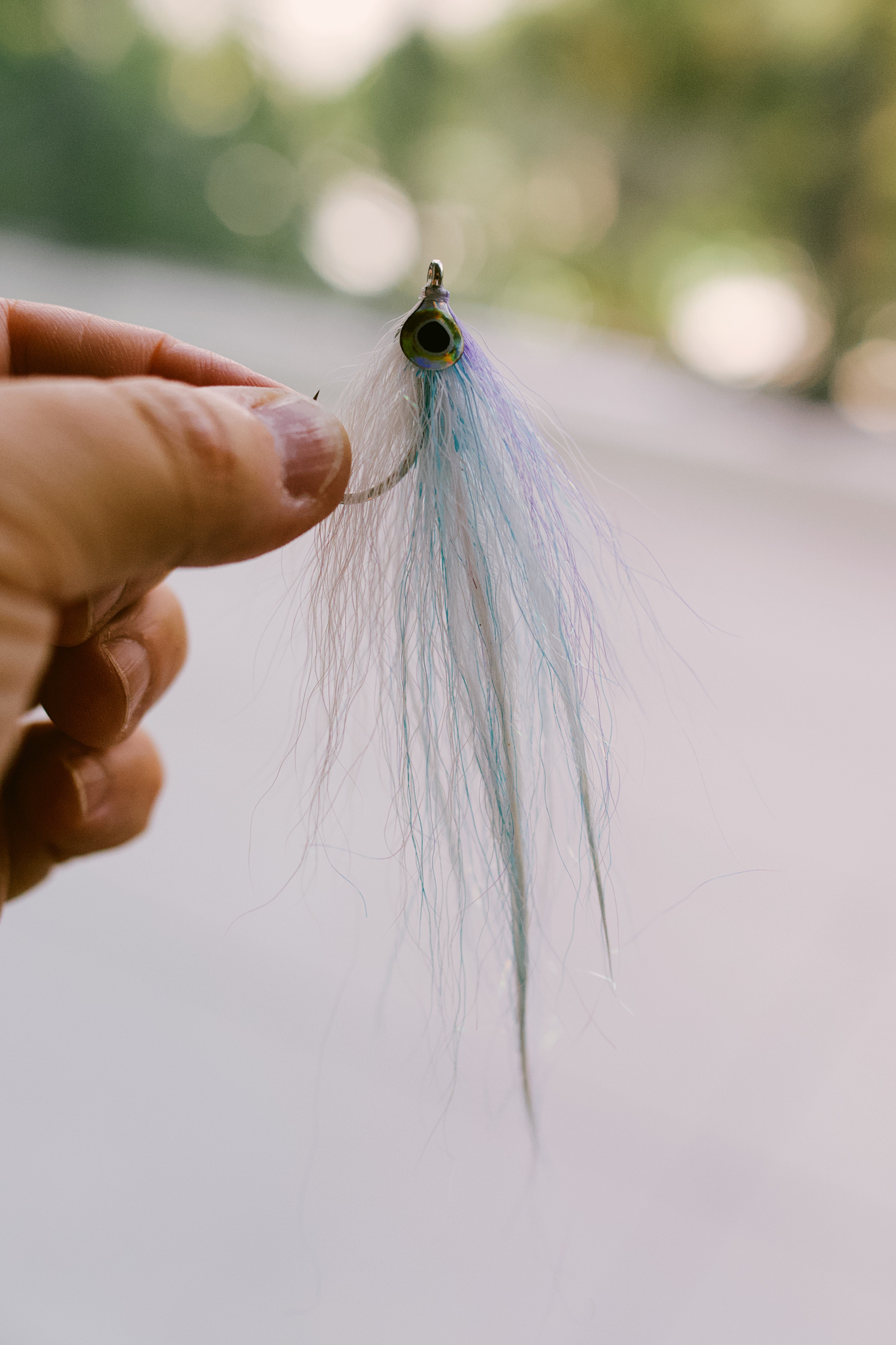 Pinfish - In Stock
