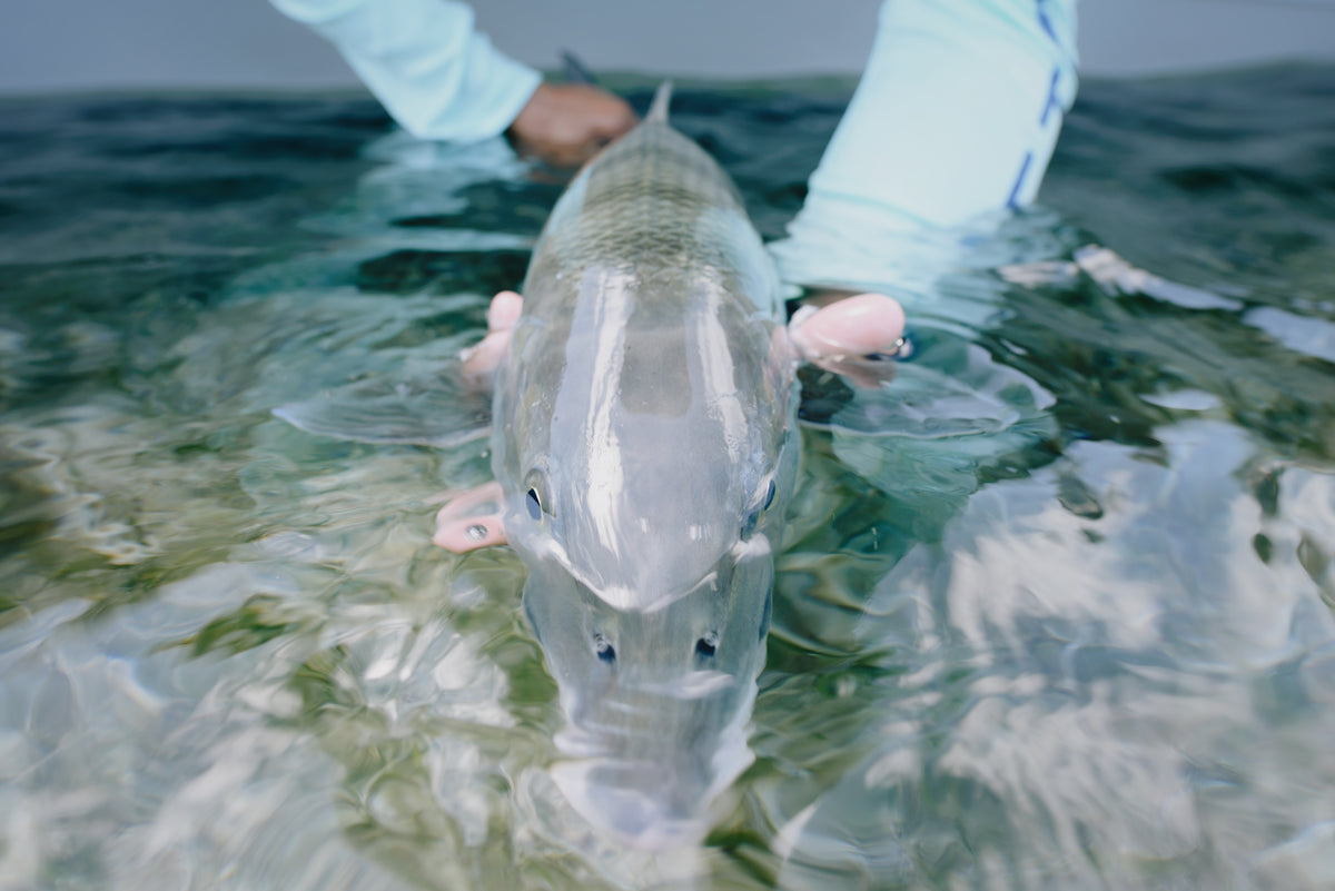 a vivid photograph of a large bonefish being released back in to the crystal clear waters of Biscayne Bay just east of downtown Miami